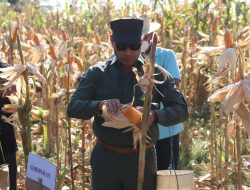 Gubernur VBL Panen Jagung Bersama Masyarakat Desa Anakoli