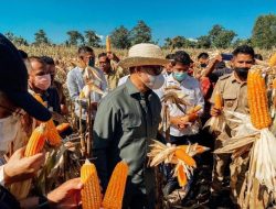 Perdana, Pemprov NTT Ekspor 1000 Ton Jagung ke Surabaya