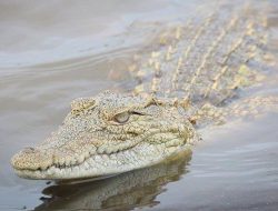 Buaya Berkeliaran, Warga Kota Kupang Diminta Waspada