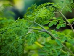 Tekan Inflasi, Kapolda NTT Minta Lahan Kosong Pemkot Kupang untuk Tanam Kelor