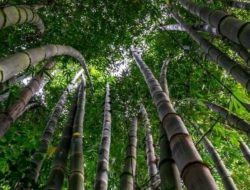 Gubernur Viktor Ajak Mapala UCB Kupang Kembangkan Tanaman Bambu