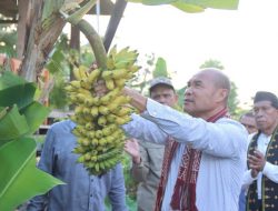 Gubernur Viktor Panen Pisang dan Buah Naga Bersama Petani di Desa Baumata