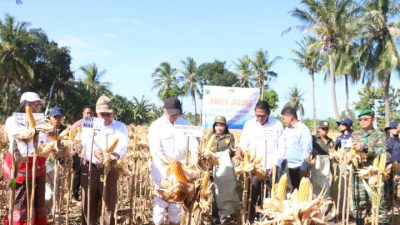 Panen Jagung di Desa Litamali, Gubenrur Viktor: Petani Harus Rajin Bertani
