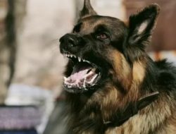 Pemprov NTT Siapkan 17.500 Vaksin Rabies, 6.000 Dosis Sudah Didistribusikan ke TTS
