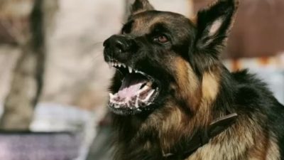 Pemprov NTT Siapkan 17.500 Vaksin Rabies, 6.000 Dosis Sudah Didistribusikan ke TTS