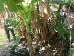 Geger! Warga Kupang Temukan Bayi Terbungkus Karung di Kebun
