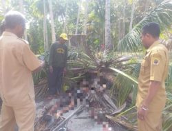 Angin Kencang, Pelajar di Kupang Tewas Tertimpa Pohon Kelapa