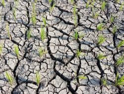 Cuaca Ekstrim dan Curah Hujan Rendah, Petani di TTS Gagal Tanam