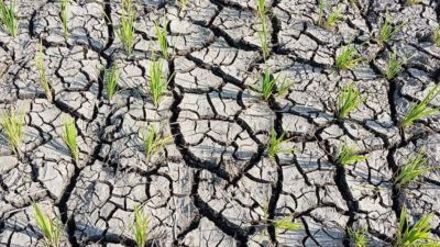 Cuaca Ekstrim dan Curah Hujan Rendah, Petani di TTS Gagal Tanam