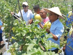 Panen Perdana Melon Golden, Melki Laka Lena Dengar Keluhan Petani di Nunkurus