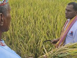 Petani TTS Undang Cawagub Johni Asadoma Panen Padi di Amanuban